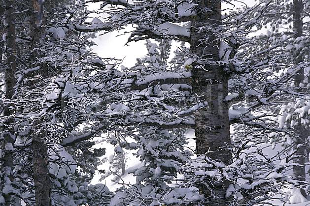 fa1998-32LE : Grand Teton National Park, Wyoming. Amérique du nord, C02, C01 arbre, textures et fonds (Usa).