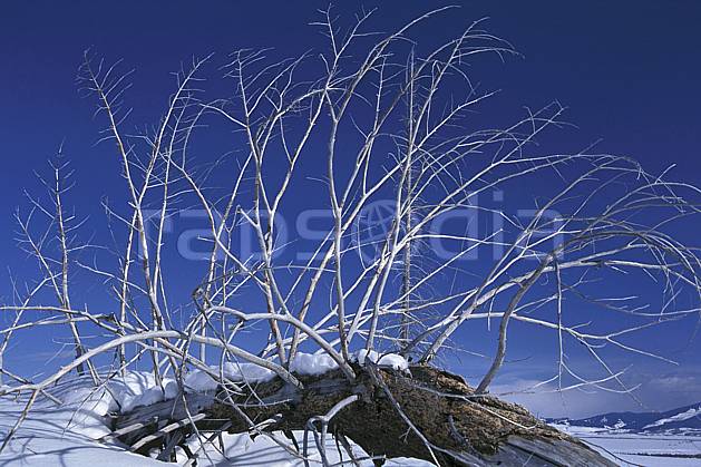 fa2005-27LE : Grand Teton National Park, Wyoming. Amérique du nord, C02, C01 arbre, textures et fonds (Usa).