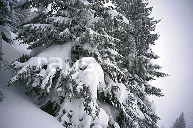fa2122-01LE : La Clusaz, Haute-Savoie. Europe, CEE, C02, C01 arbre, textures et fonds, Annecy 2018 (France).