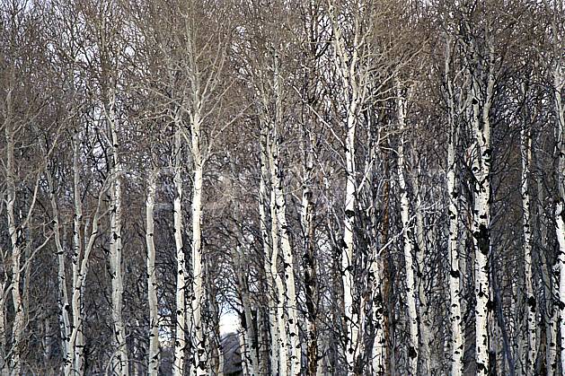 fa2952-05LE : Arbre, Jackson Hole, Wyoming. Amérique du nord, C02, C01 arbre, forêt, textures et fonds (Usa).